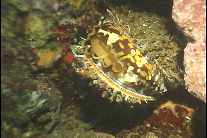 keyframe of organism