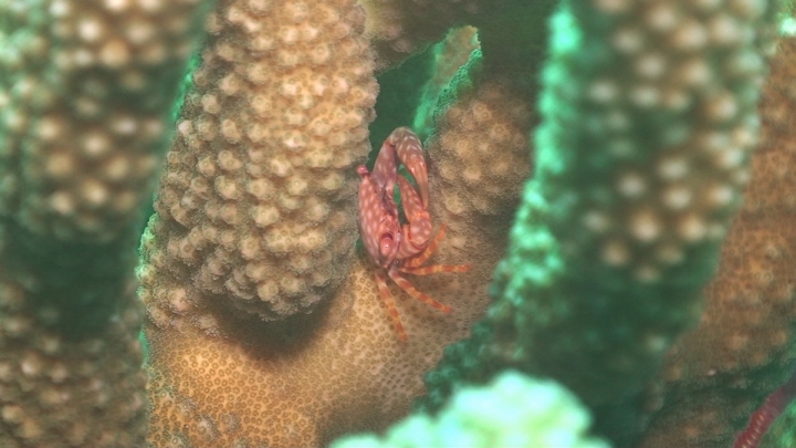 keyframe of organism