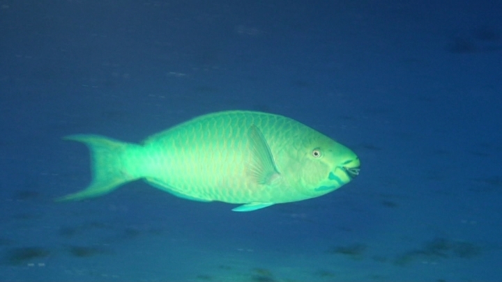 keyframe of organism