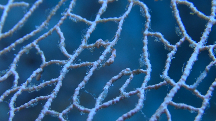 keyframe of organism