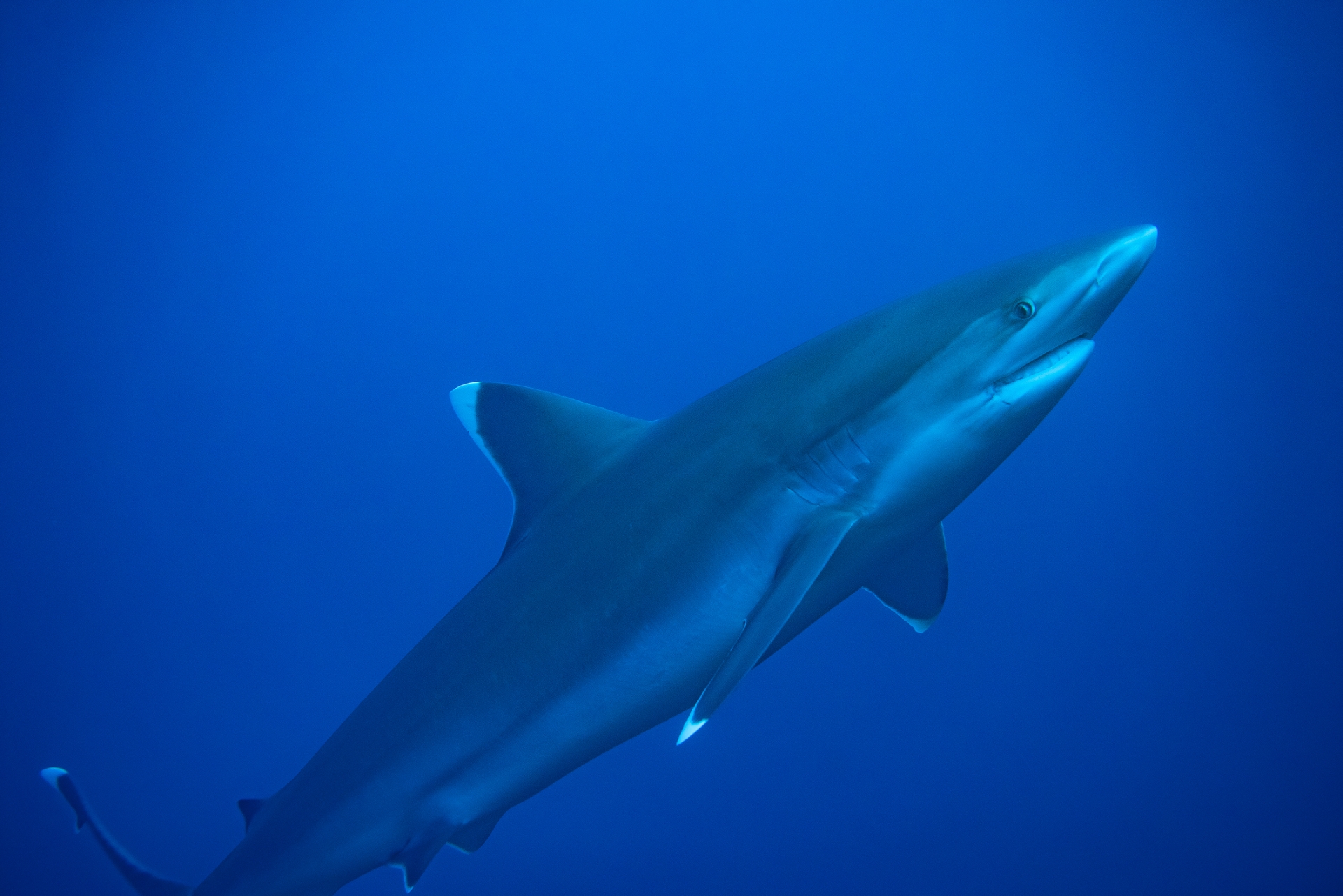 Full Resolution Image