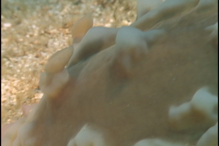 keyframe of organism