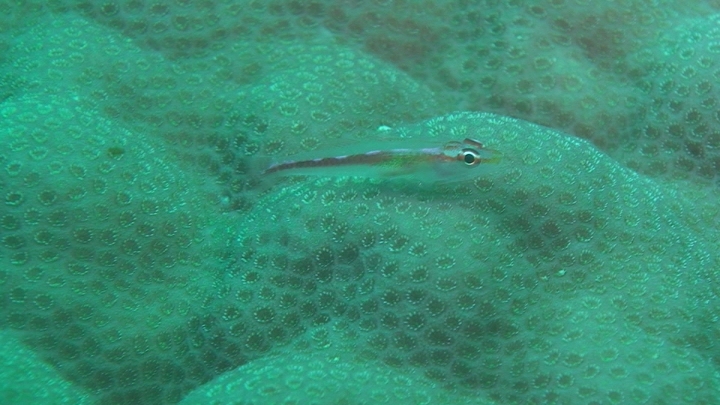 keyframe of organism