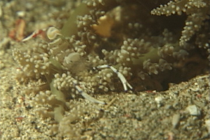 keyframe of organism