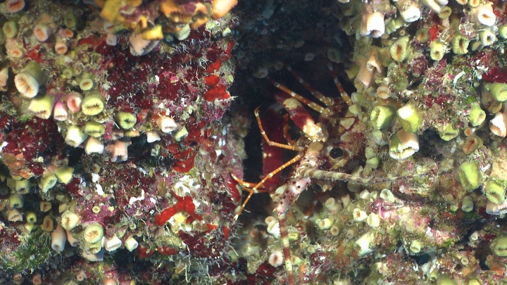 keyframe of organism