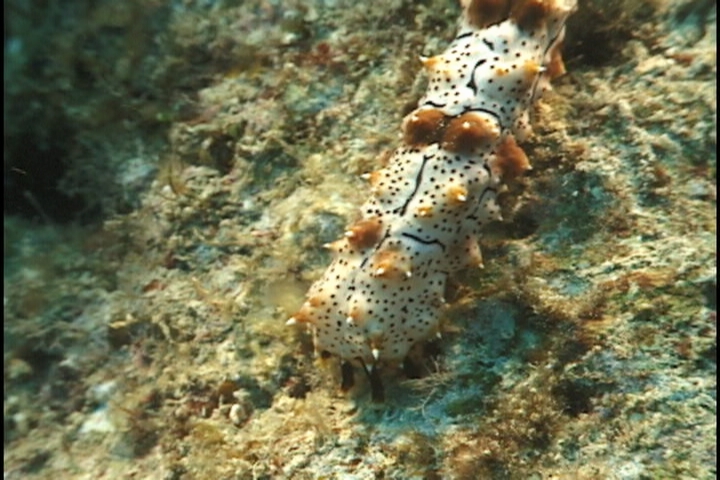 keyframe of organism