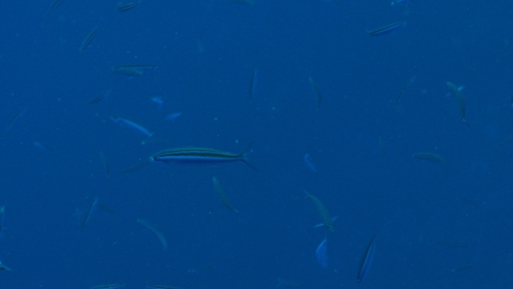 keyframe of organism